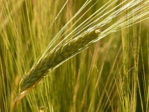 barley-field-8230_1920.jpg