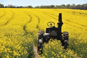 field-of-rapeseeds-1382772_960_720.jpg