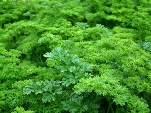 parsley-261039_960_720.jpg