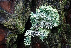 lichen-1584987_960_720.jpg