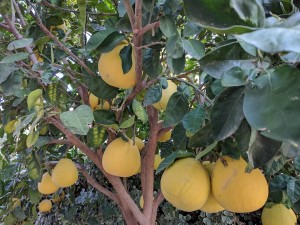 grapefruits-2109616_960_720.jpg