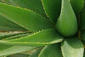 aloe-leaves-1860283_960_720.jpg