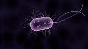 bacteria-1832824_960_720.png