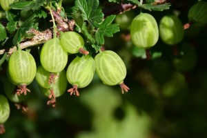 gooseberry-3445482_960_720.jpg