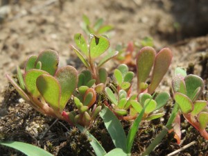 portulaca-oleracea-855543_960_720.jpg