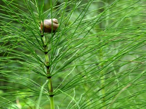 horsetail-2363838_960_720.jpg