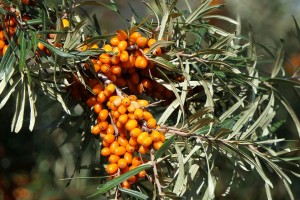 sea-buckthorn-3701975_960_720.jpg