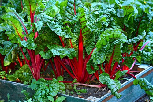 mangold-swiss-chard-3641280_960_720.jpg