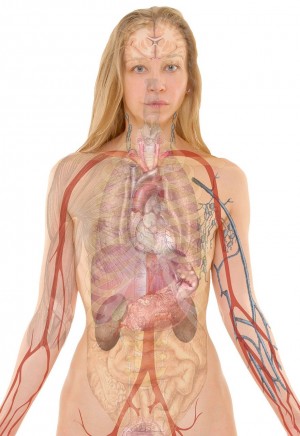 anatomy-254120_1280.jpg